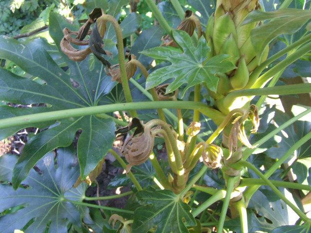 DSCF617860791492704238.JPG
