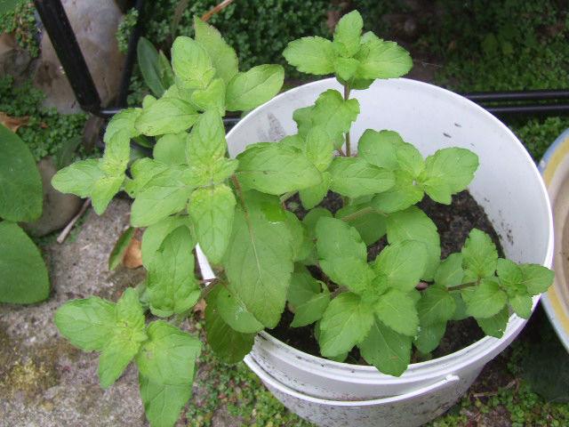 DSCF639425211497620941.JPG