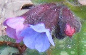 DSCN0029-longkruid-uitsnede70381392661195.jpg