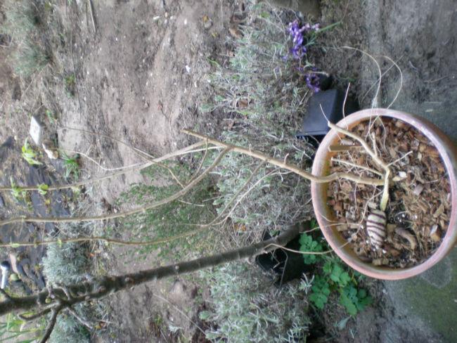 DSCN576677071396248968.JPG