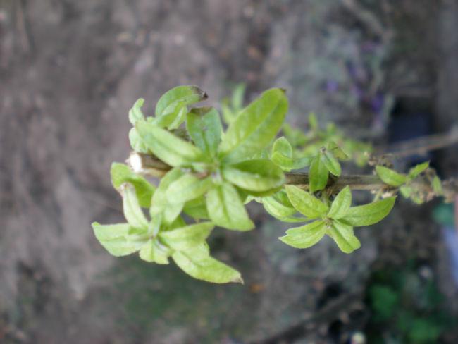 DSCN576777151396248969.JPG