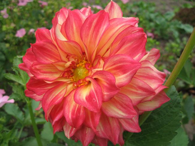 Dahlia--zaailing-uit-Lady-Darlene97691399386867.jpg