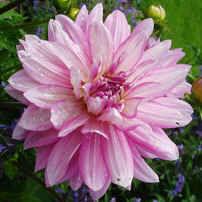 Dahlia-Christine38901410320254.jpg