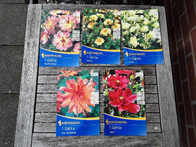 Dahlia2019klein72961553445281.jpg