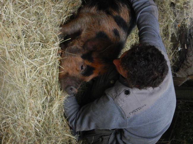 Dieren-kunekune-varkens-256321452847044.JPG