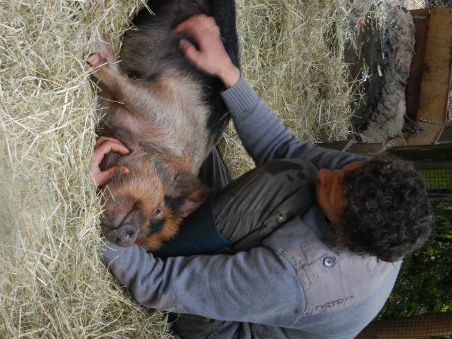 Dieren-kunekune-varkens-339271452847054.JPG
