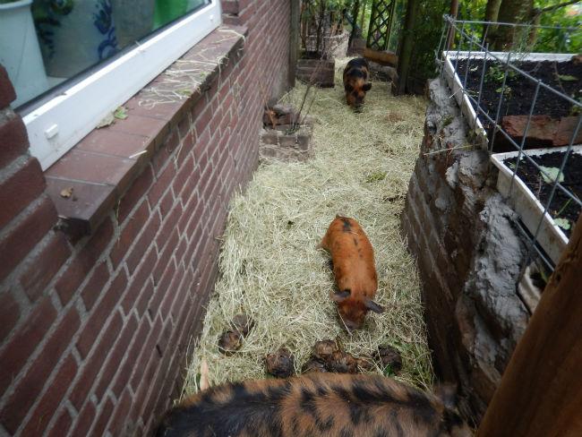 Dieren-kunekune-varkens-411691452847064.JPG