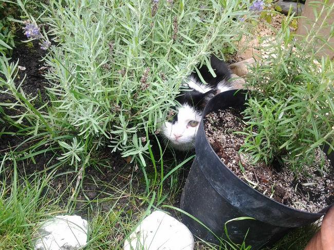 Dumpie-tuin67401379795576.jpg