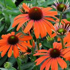 Echinacea-Julia52781436444726.png