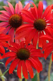 Echinacea-tomato-soup31401436444795.png
