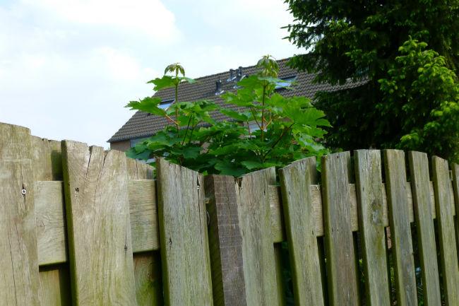 Esdoorn-of-niet98631432740050.JPG