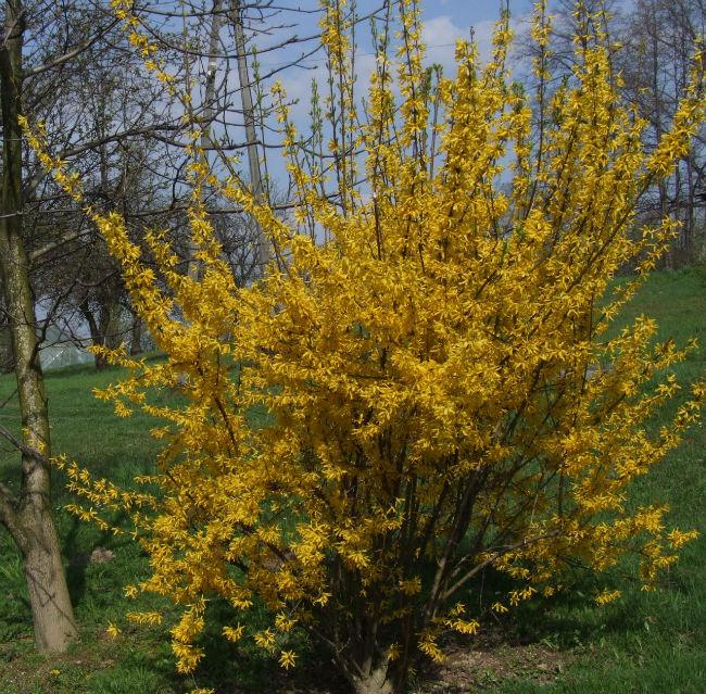 Forsythiaintermediaa161011397075146.jpg