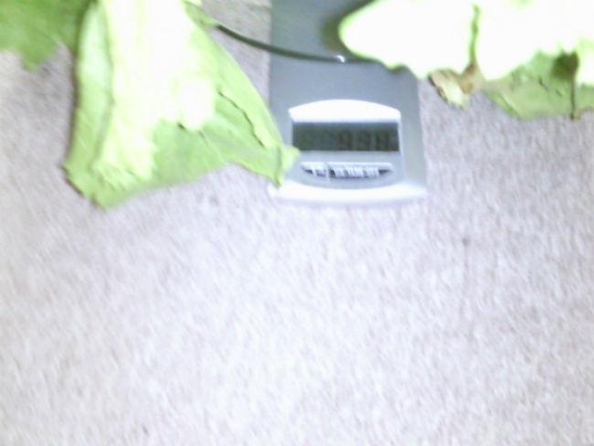 Foto009374521436035689.jpg