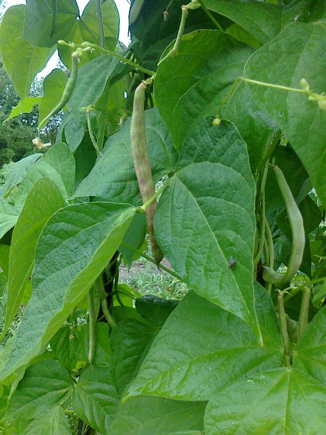 Foto125943341375942744.jpg