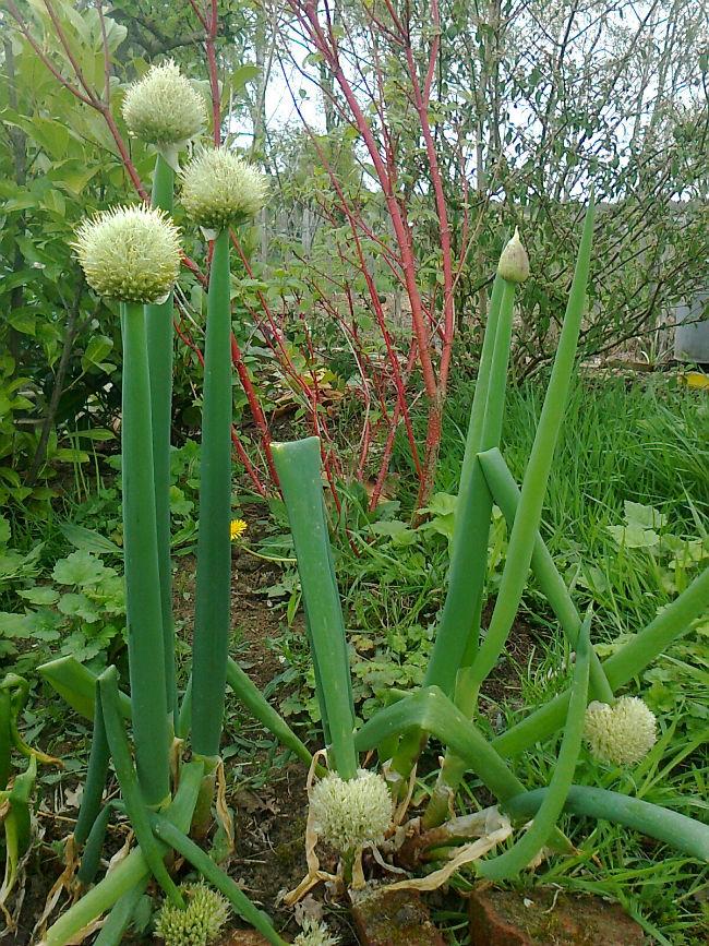 Foto329477111397236616.jpg