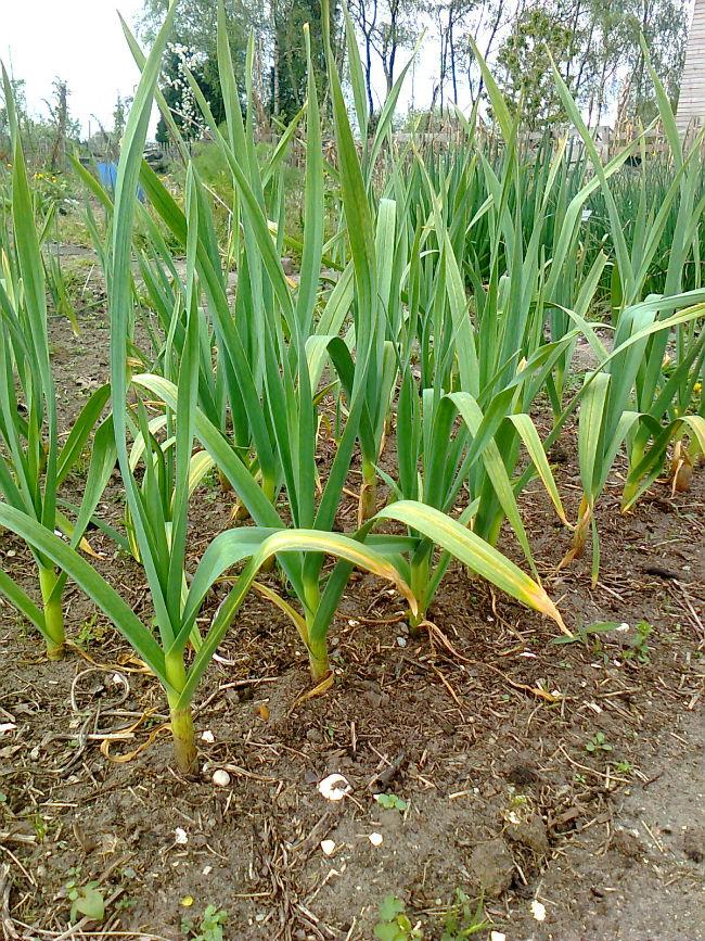 Foto331057941397236661.jpg