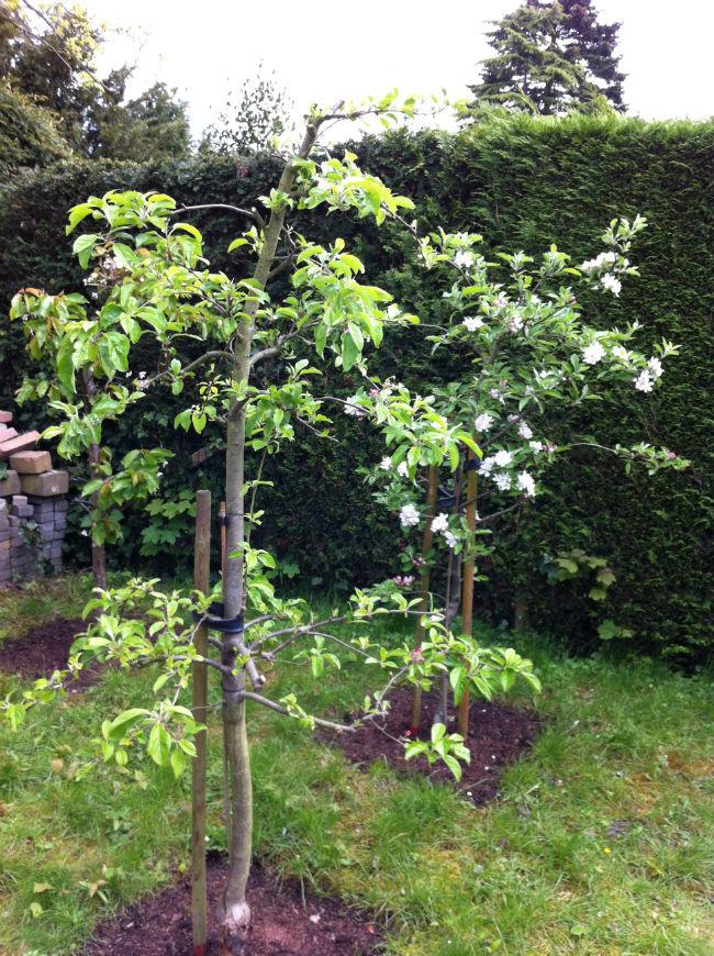 Fruittuin-253891397388275.jpg