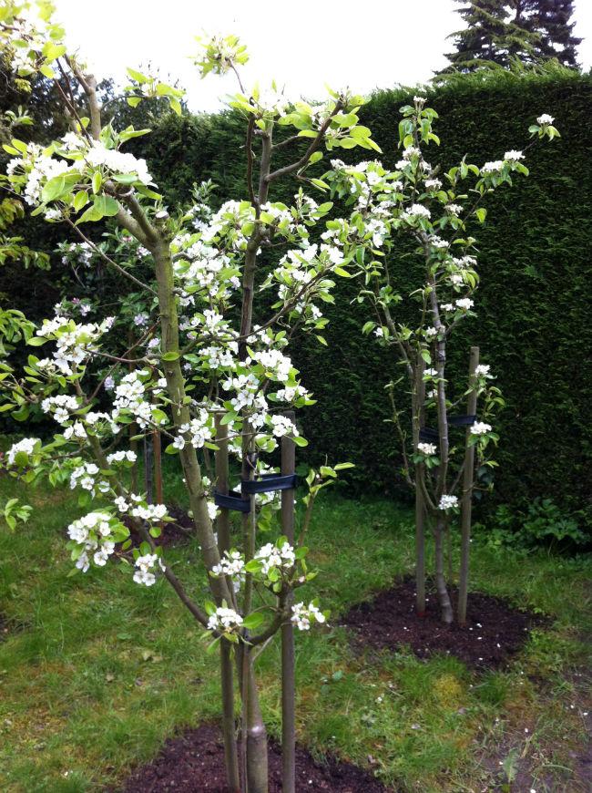 Fruittuin-380461397388280.jpg
