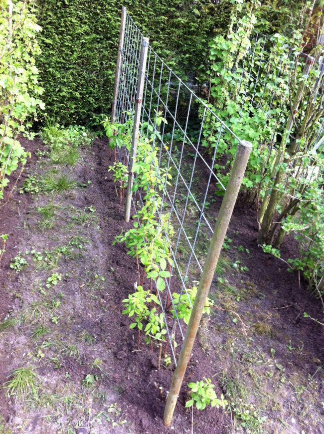 Fruittuin-533411397388267.jpg