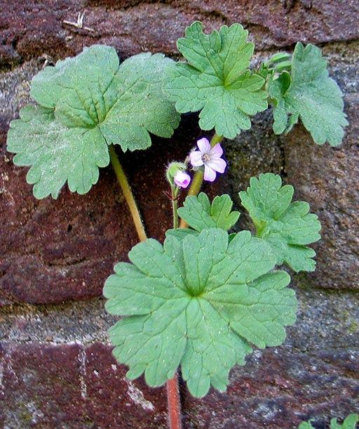 Geranium-rotundifolium-hp-130509-Eggestraat-small52151396636427.jpg