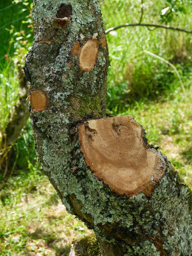 Gezaagdeboom63431399556160.jpg