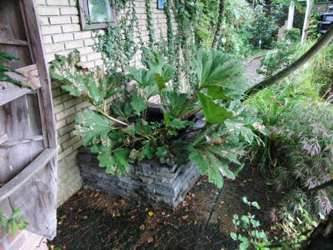 Gunnera71781408287599.jpg