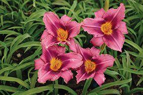 Hemerocallis-x-hybrid-Russian-Rhapsody69811521805505.jpg