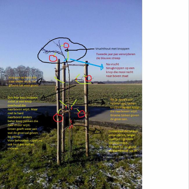 Hulp-appelboom99831484842868.png