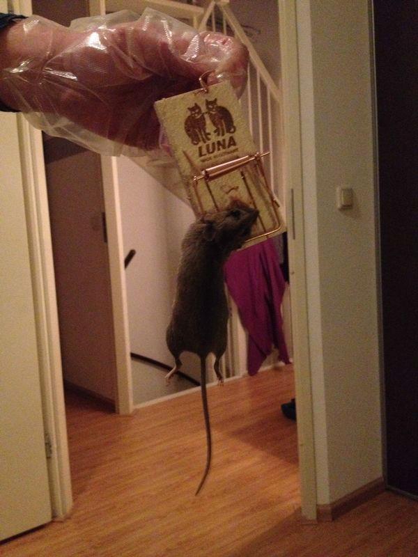 Muis of rat? Heeft zelf bestrijden zin? Moestuin Forum Voor en door moestuin liefhebbers