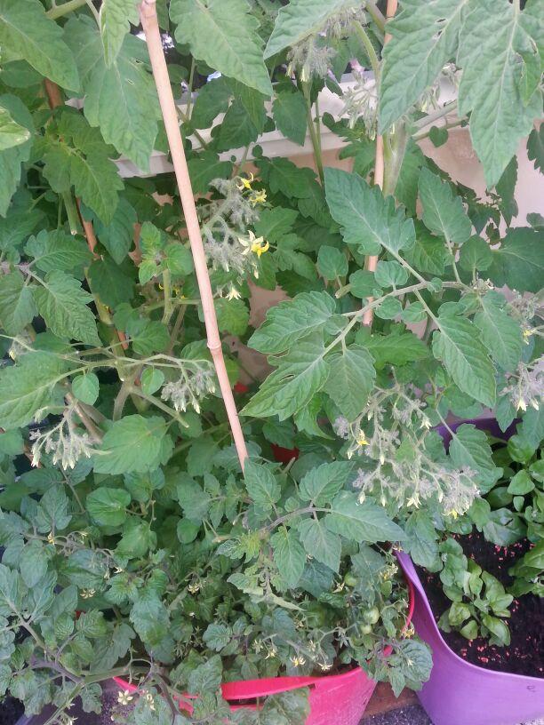 IMG-20140612-WA000371071402638214.jpg