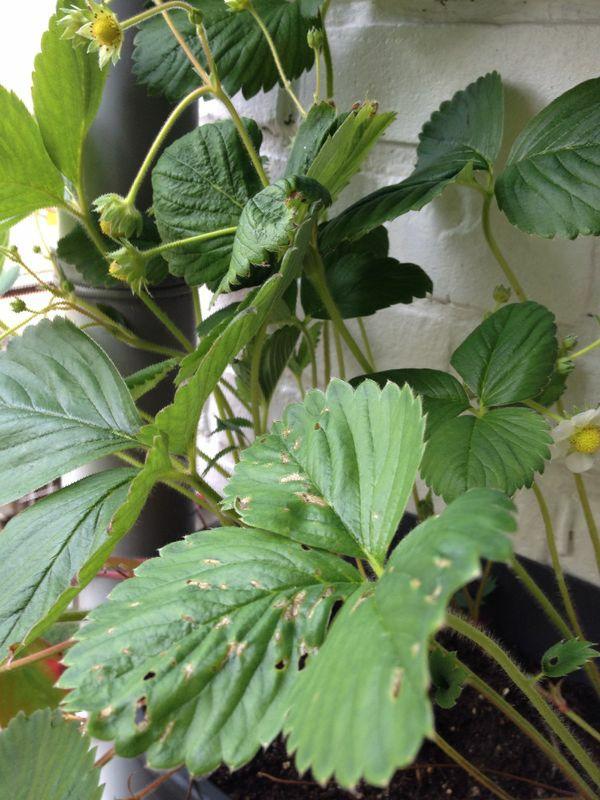 Aardbei blad ziek - Moestuin Forum | Voor en door moestuin liefhebbers