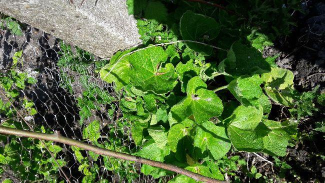 IMG-20160504-WA000560991462452037.jpeg