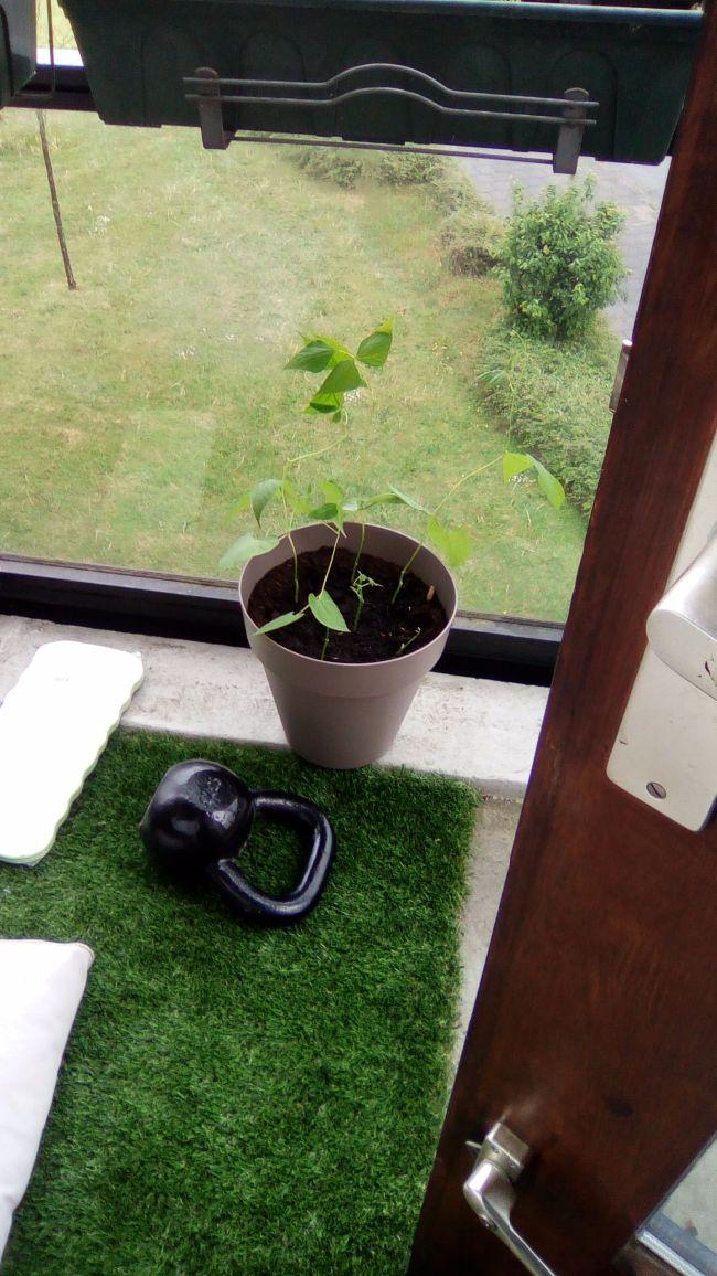IMG-20160522-WA001855181463929205.jpeg