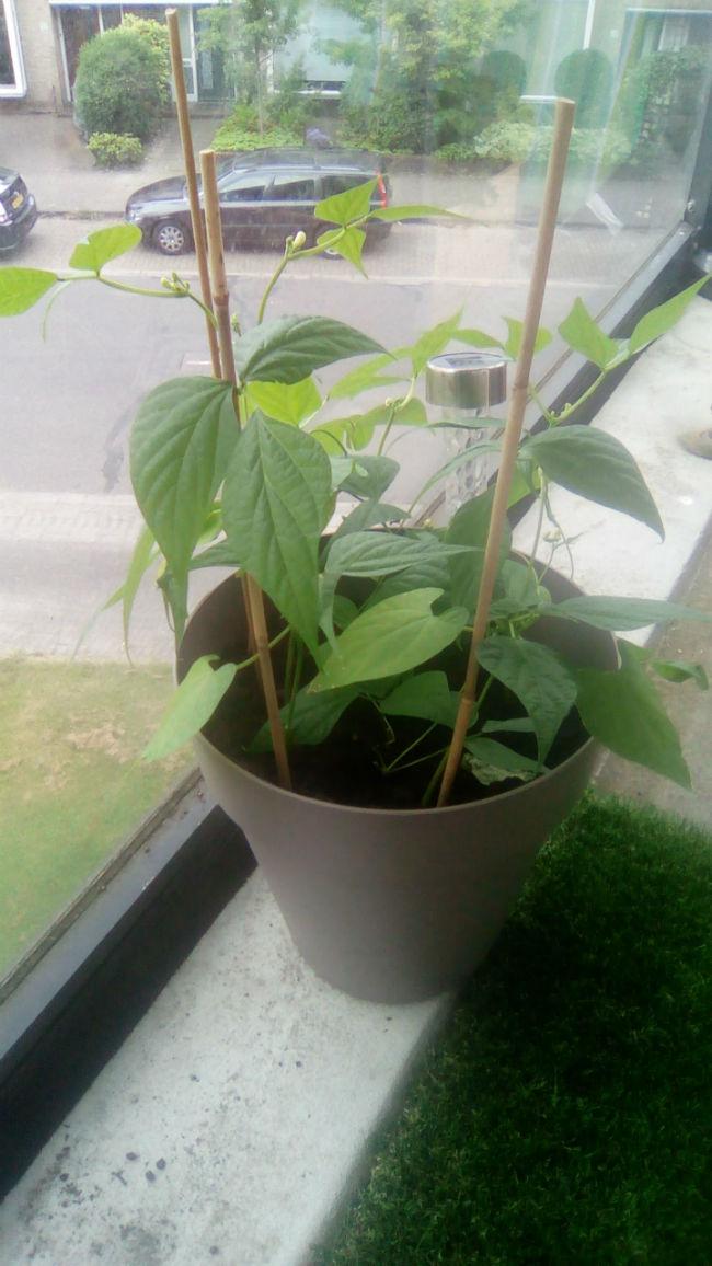IMG-20160607-WA000182311465284682.jpeg