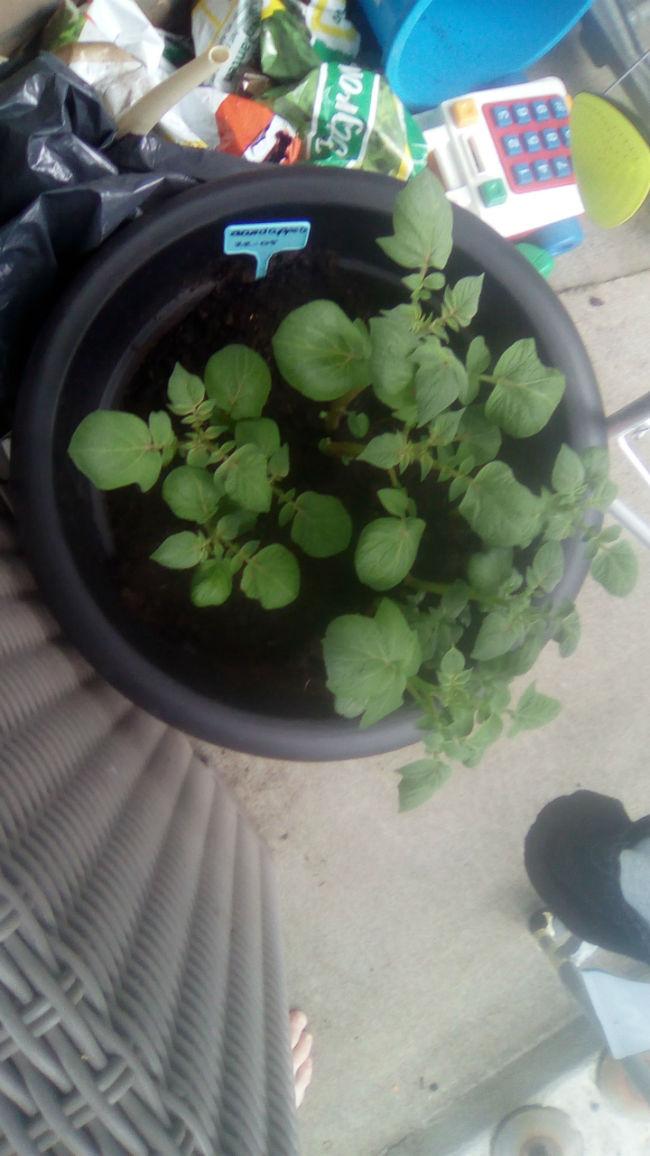 IMG-20160607-WA000962611465284706.jpeg