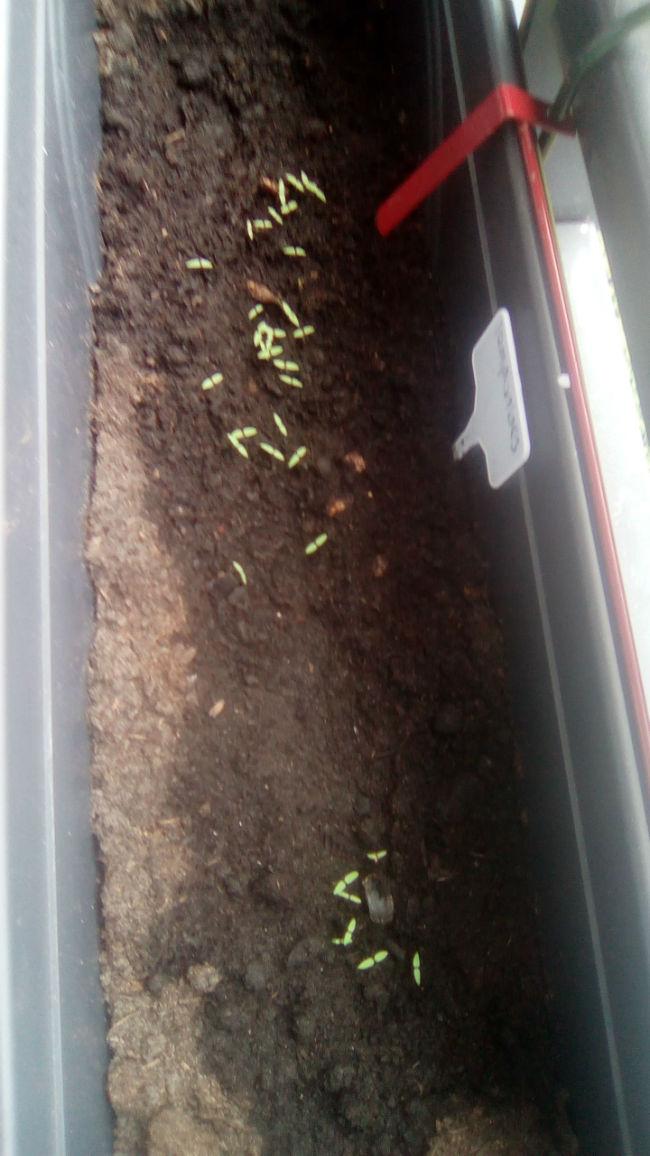 IMG-20160607-WA001338881465284718.jpeg