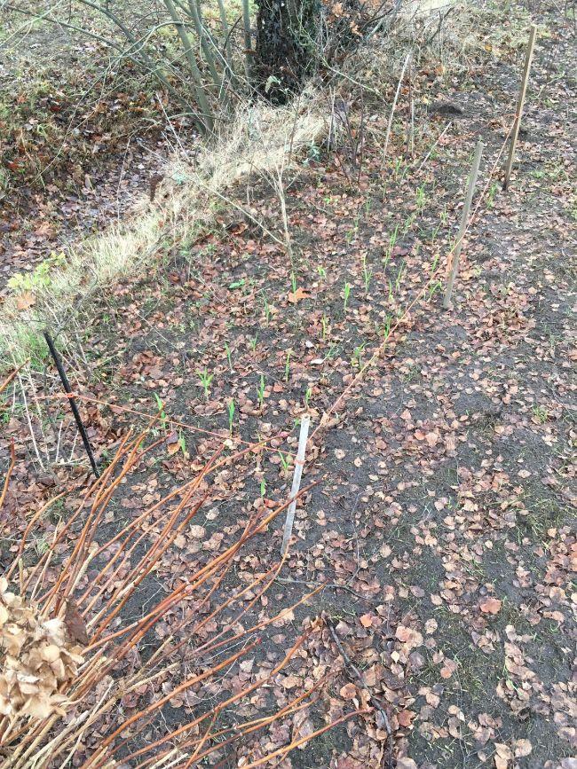 IMG-20161211-WA000414581481483926.jpg