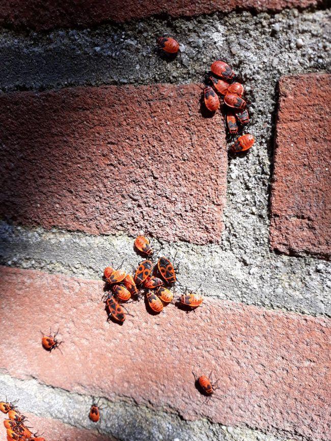 Kevertjes Moestuin Forum Voor en door
