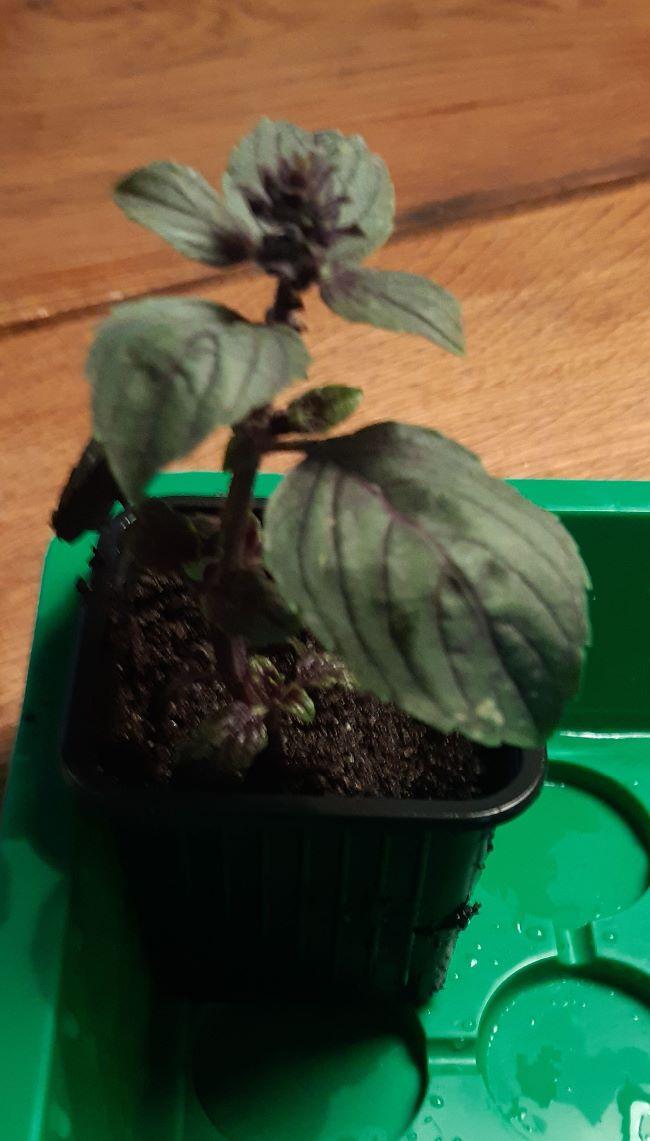 IMG-20190926-WA0000-230191569501322.jpeg