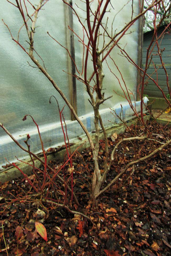 Blauwe Bessen Struik Snoeien / Zomerfruit Snoeien Framboos Braam Bessen Tuincentrum Alco