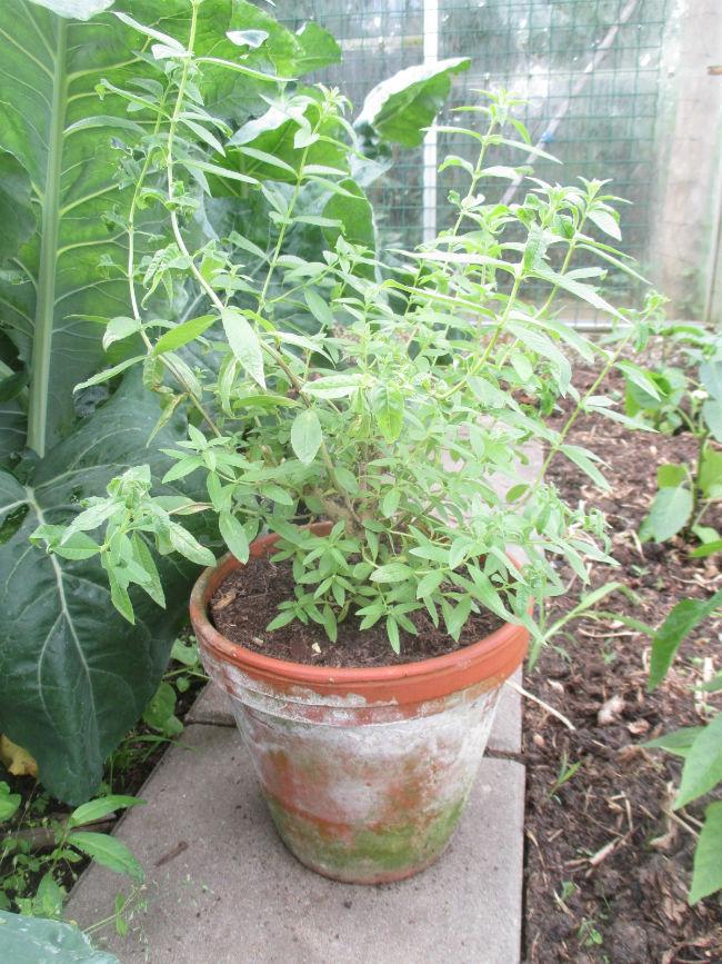 IMG005373361495300839.JPG