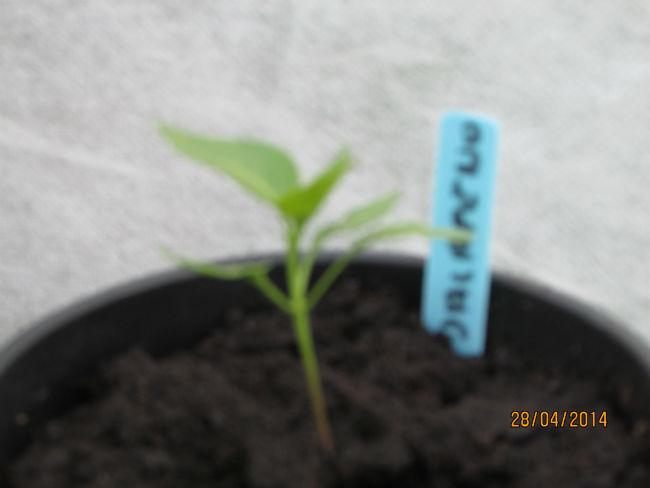 IMG018522441398675570.JPG