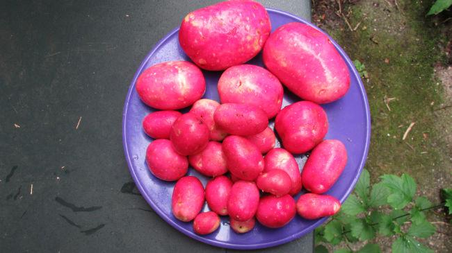 IMG042597251466627947.JPG