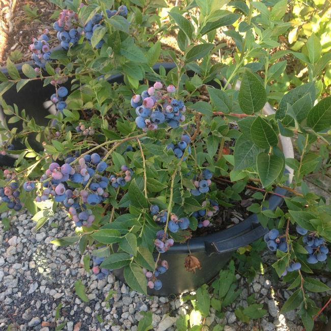 IMG112198271443859954.JPG