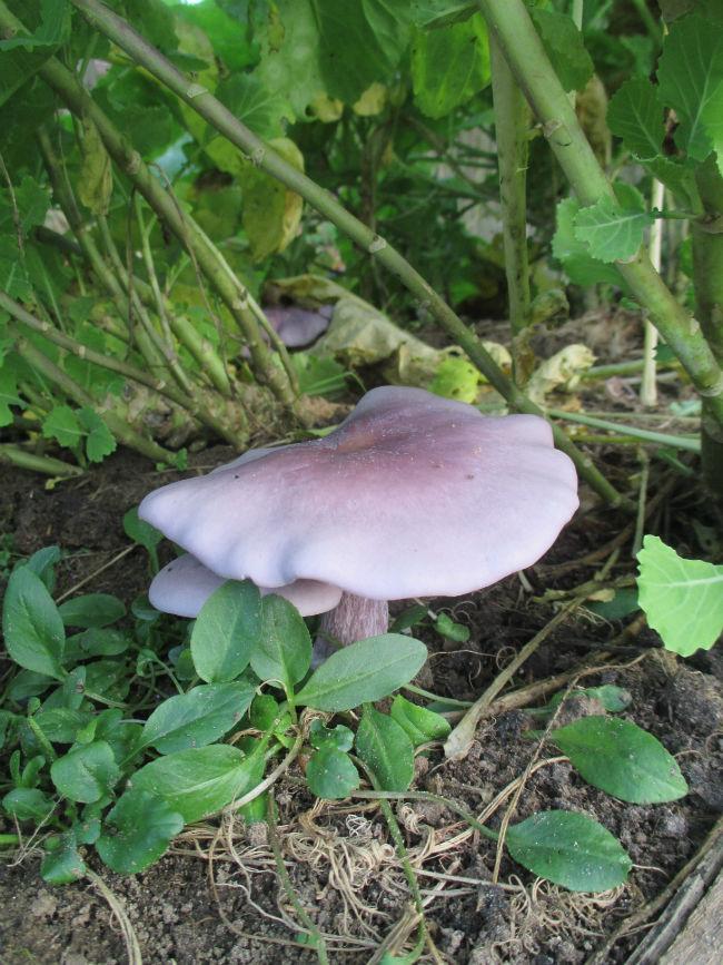 IMG125086901446322891.JPG