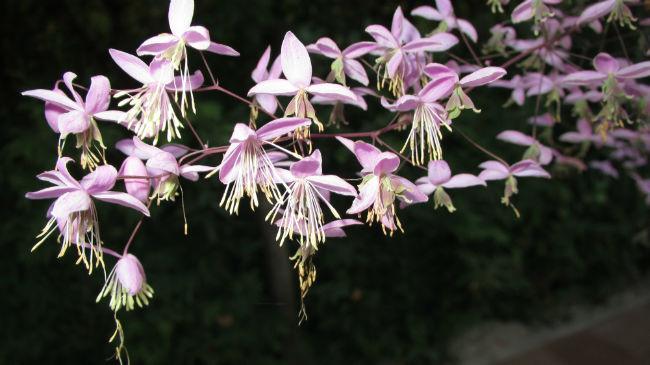 IMG169930491406933344.JPG