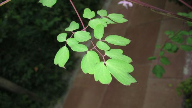 IMG170242681406933345.JPG