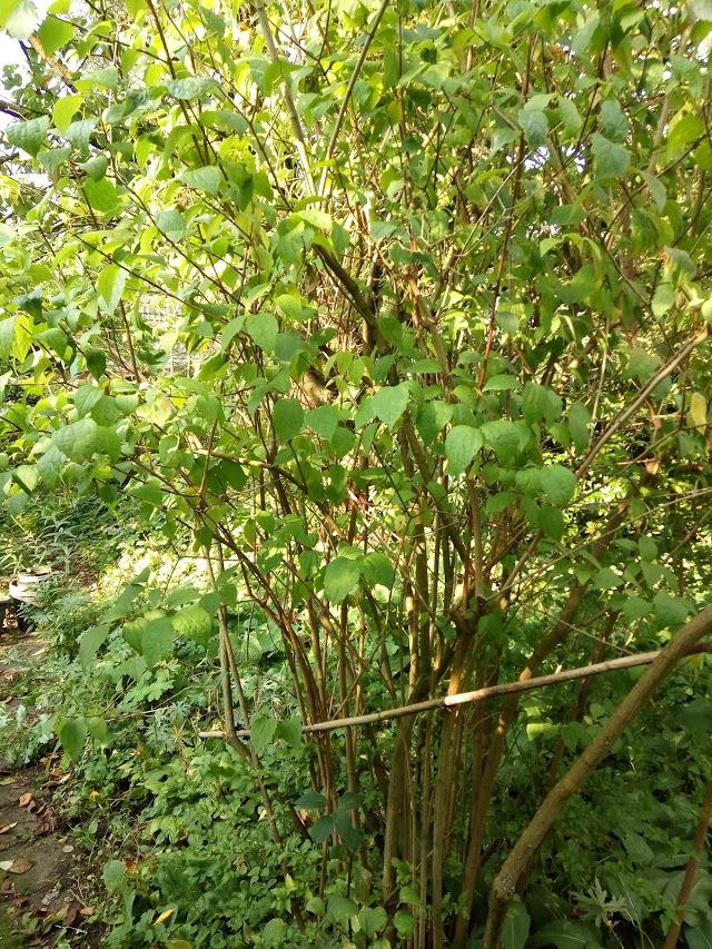 IMG2017092416303859591506277554.jpg