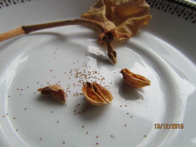 IMG607164671450006277.JPG