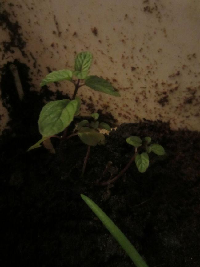 IMG625032241382017252.JPG